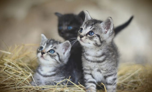 10 Cosas que Debes Saber ANTES de Adoptar un Gato