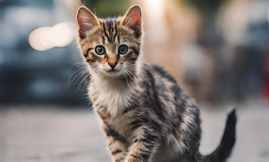 ¡Descubre los secretos para cuidar a un gatito recién rescatado de la calle! 🐱✨