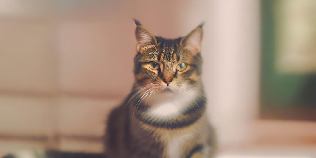 Cosas que hace tu gato cuando se queda SOLO en casa