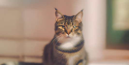 Cosas que hace tu gato cuando se queda SOLO en casa