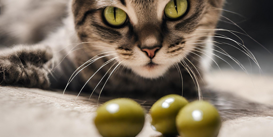 ¿que pasa entre los gatos y las aceitunas?