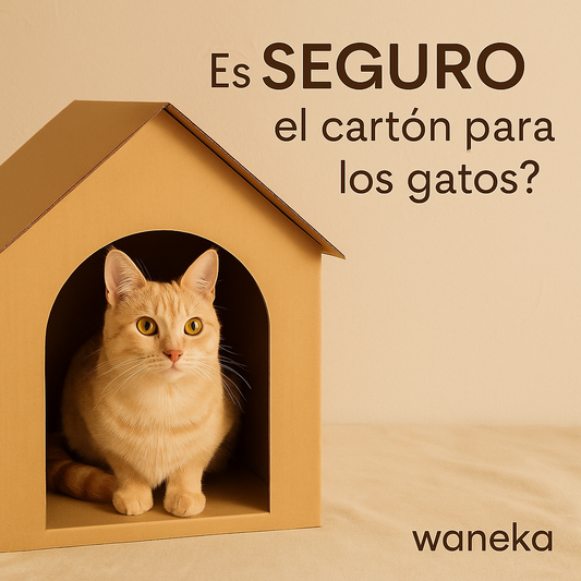 ¿Es seguro el cartón para los gatos? 🐱📦
