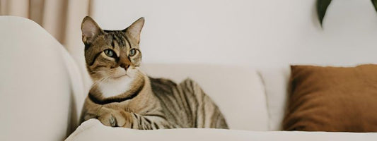 Lo que debes saber antes de tener un gato: Guía completa para nuevos dueños