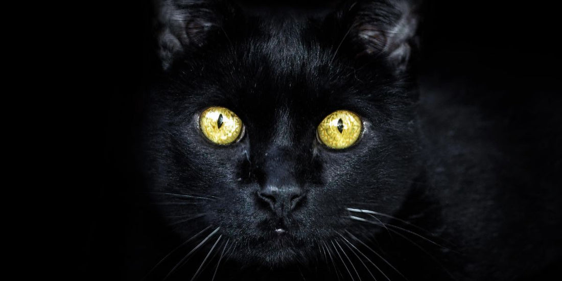 Descubriendo el Encanto de los Gatos Negros: Mitos y Realidades