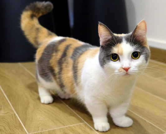 Conoce la raza de gato más de moda actualmente